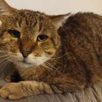 Thumbnail photo of Nunchucks #3