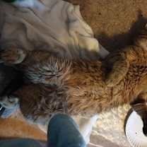 Thumbnail photo of Nunchucks #4