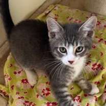 Thumbnail photo of Victor #3