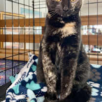 Thumbnail photo of Papaya #3