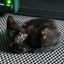 Thumbnail photo of Papaya #4