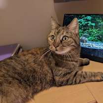 Thumbnail photo of Peanut #2