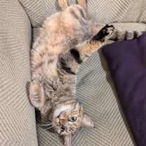 Thumbnail photo of Peanut #4