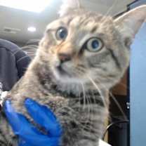 Thumbnail photo of FENNEC #3