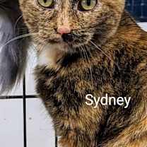 Thumbnail photo of Sydney #1