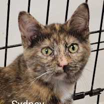 Thumbnail photo of Sydney #2