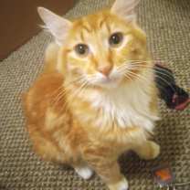 Thumbnail photo of Pumpkin #2