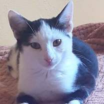 Thumbnail photo of Fern #2