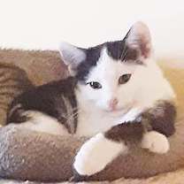 Thumbnail photo of Fern #3