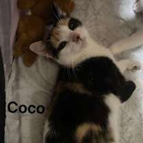 Thumbnail photo of Coco and Zizi #4