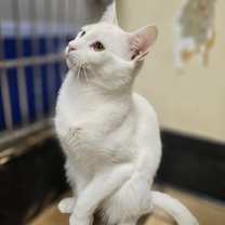 Thumbnail photo of WOLVERINE #2