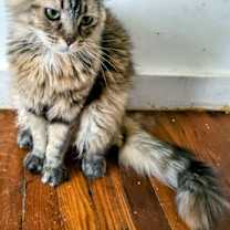 Thumbnail photo of Faye #1