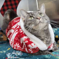 Thumbnail photo of Josie #1