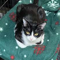 Thumbnail photo of Hattie #1