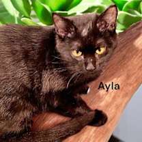 Thumbnail photo of Ayla #3