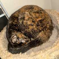 Thumbnail photo of Toffee #2