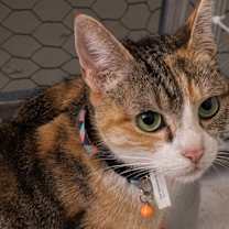 Thumbnail photo of Momma Daisy *Wants to be your one and only pet!* #1