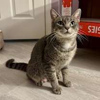 Thumbnail photo of Momma Juice #1