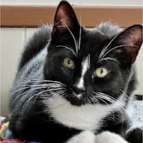 Thumbnail photo of Rigatoni #1