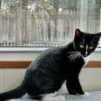 Thumbnail photo of Rigatoni #4