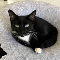 Thumbnail photo of Joan Jett #2