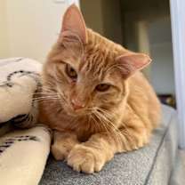 Thumbnail photo of Creamsicle (bonded w/ Roe) #1