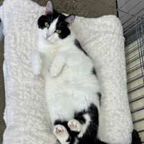 Thumbnail photo of Panela #4