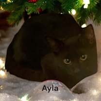 Thumbnail photo of Ayla #4