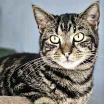 Thumbnail photo of Levi #1