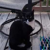 Thumbnail photo of Thomas #2