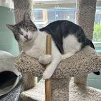 Thumbnail photo of Jerico #4