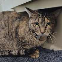 Thumbnail photo of Mercedes #3