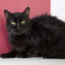adopt-pet