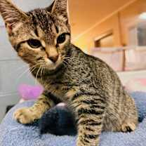 Thumbnail photo of Jade #1