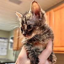 Thumbnail photo of Jade #2