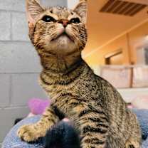 Thumbnail photo of Jade #3