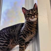 Thumbnail photo of Jade #4