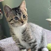 Thumbnail photo of Reggie #2