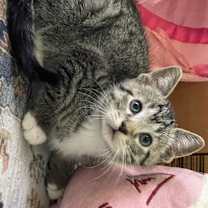 Thumbnail photo of Reggie #3