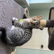 Thumbnail photo of Reggie #4