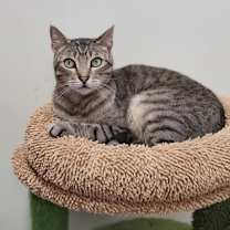 Thumbnail photo of Stiffler - In Foster Home #1