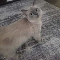 Thumbnail photo of Circi #1