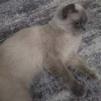 Thumbnail photo of Circi #2