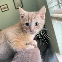 Thumbnail photo of Ozzy #1
