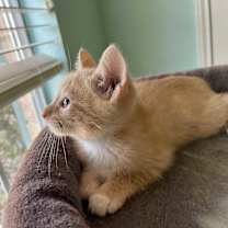 Thumbnail photo of Ozzy #2