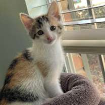 Thumbnail photo of Casey #1