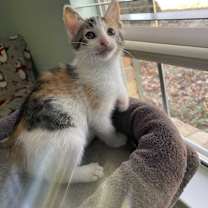 Thumbnail photo of Casey #2