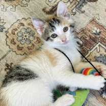 Thumbnail photo of Casey #4