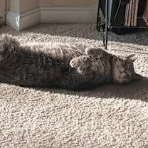 Thumbnail photo of Marge #2