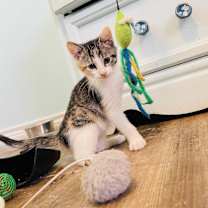 Thumbnail photo of Cleo #1